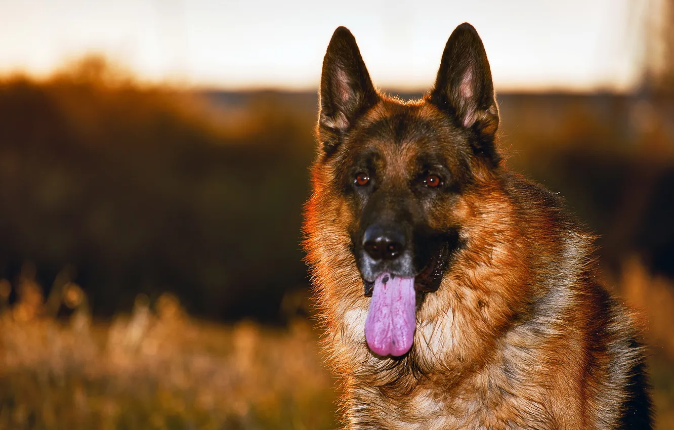 Photo wallpaper look, each, dog