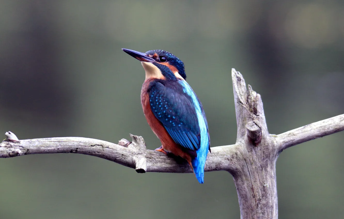 Photo wallpaper bird, animal, wild life, european kingfisher, blue and red bird on gray branch selective photo, …