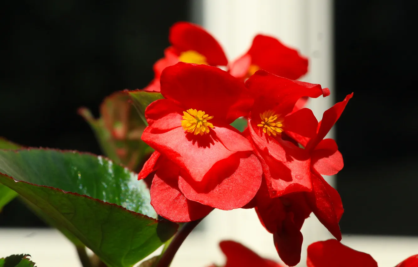 Photo wallpaper red, flower, blooming