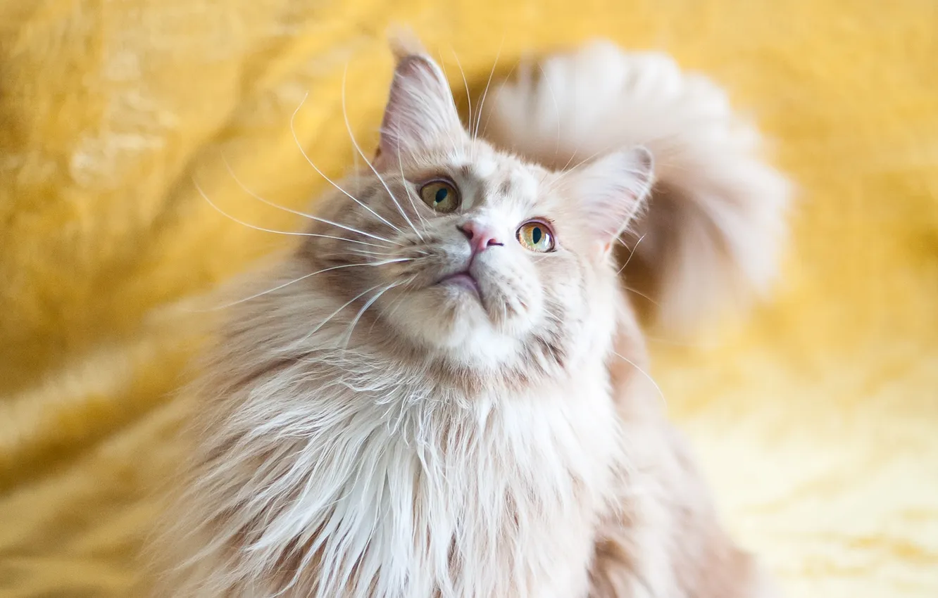 Photo wallpaper cat, cat, mustache, look, portrait, tail, fabric, red