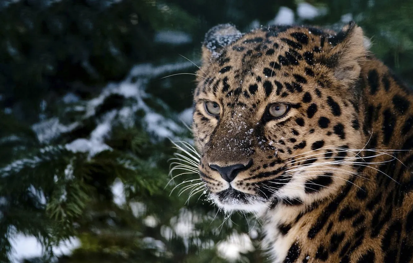 Photo wallpaper look, snow, spruce, leopard