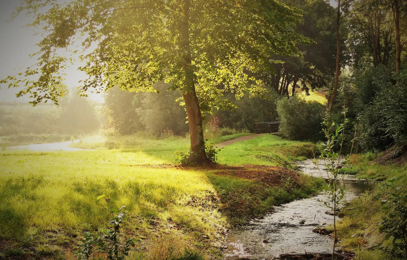 Photo wallpaper summer, grass, the sun, trees, stream