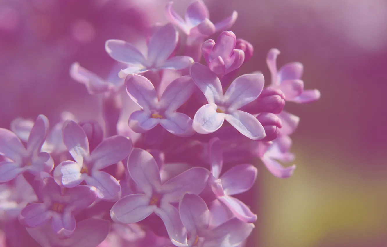 Photo wallpaper spring, lilac, blooming