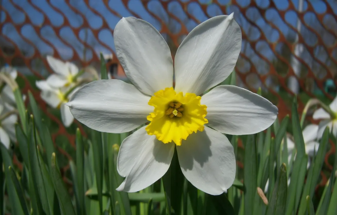 Photo wallpaper flowers, flowerbed, daffodils, Meduzanol ©, spring 2010