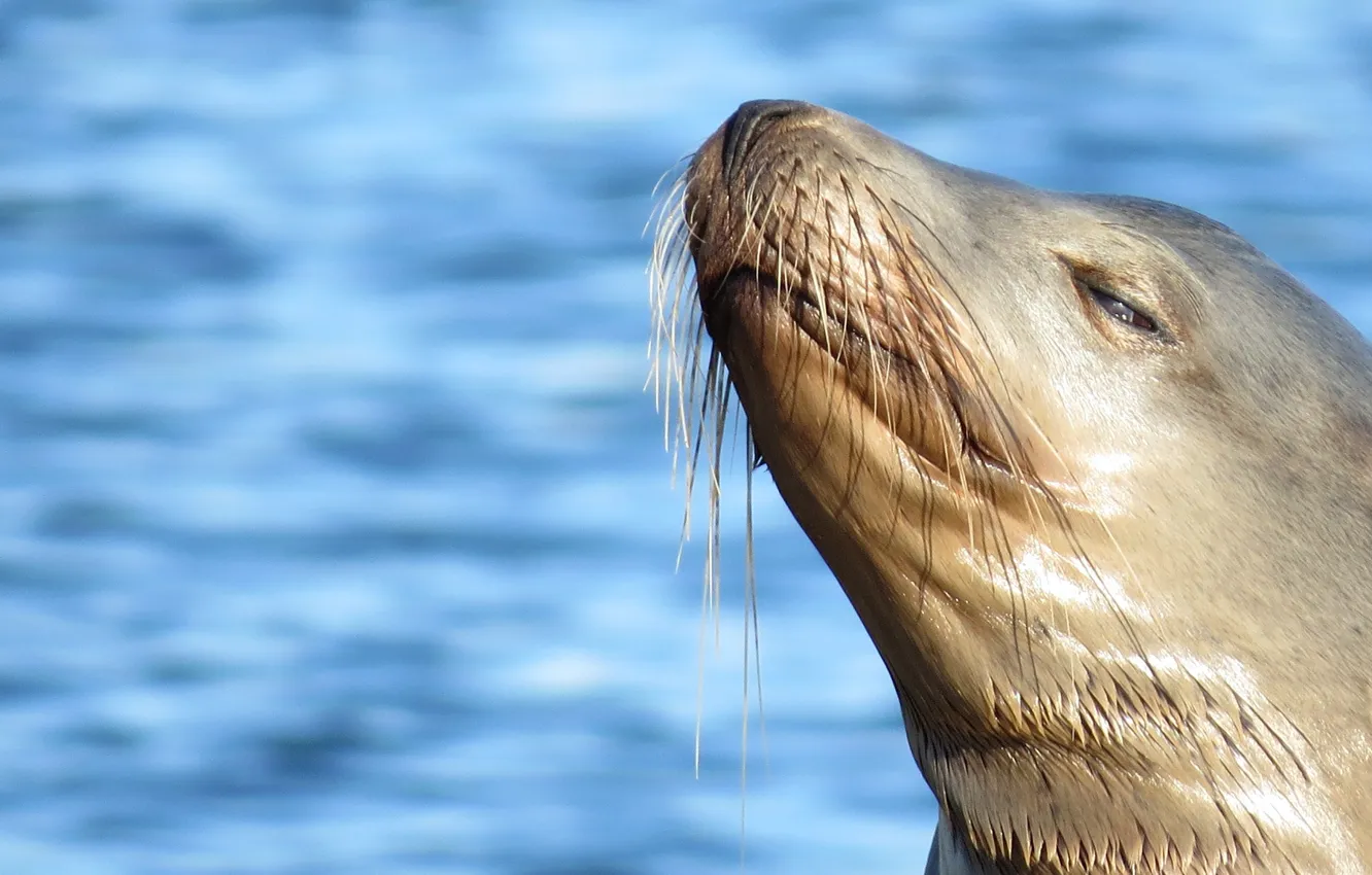 Photo wallpaper sea, muzzle, Navy seal