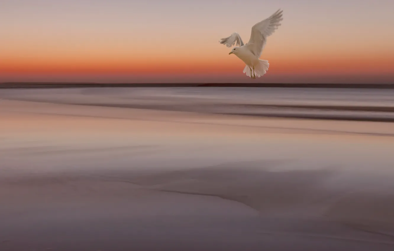 Photo wallpaper sea, the sky, sunset, bird, Seagull, tide