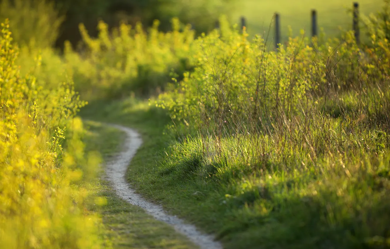 Photo wallpaper field, grass, nature, path