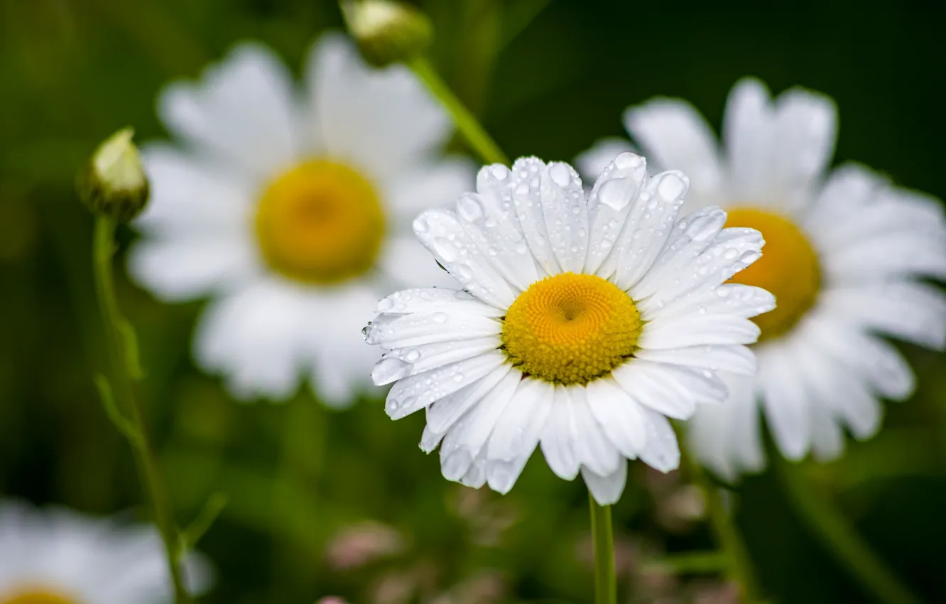 Photo wallpaper drops, macro, chamomile, petals, bokeh