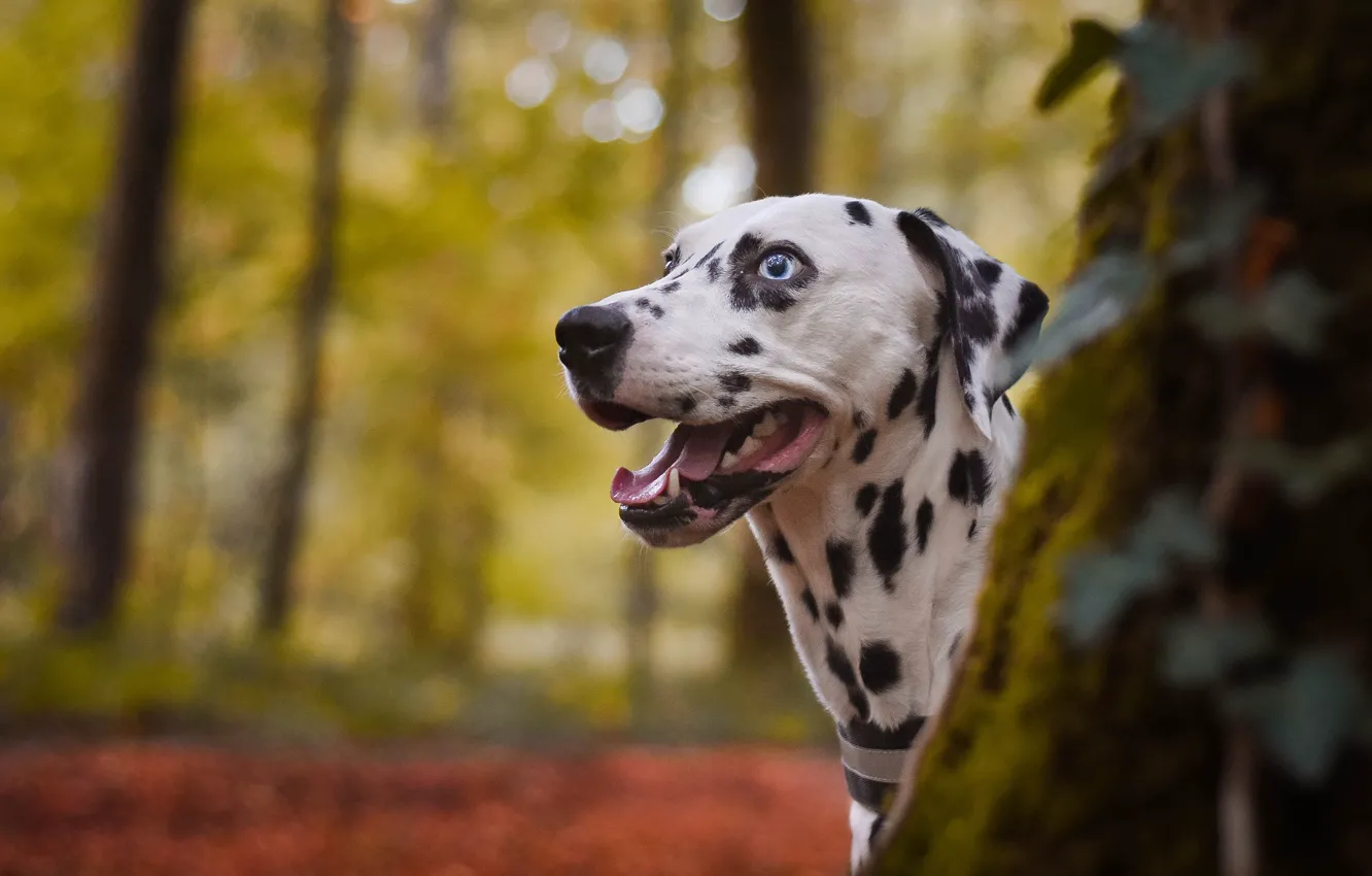 Photo wallpaper autumn, forest, language, look, face, trees, nature, Park