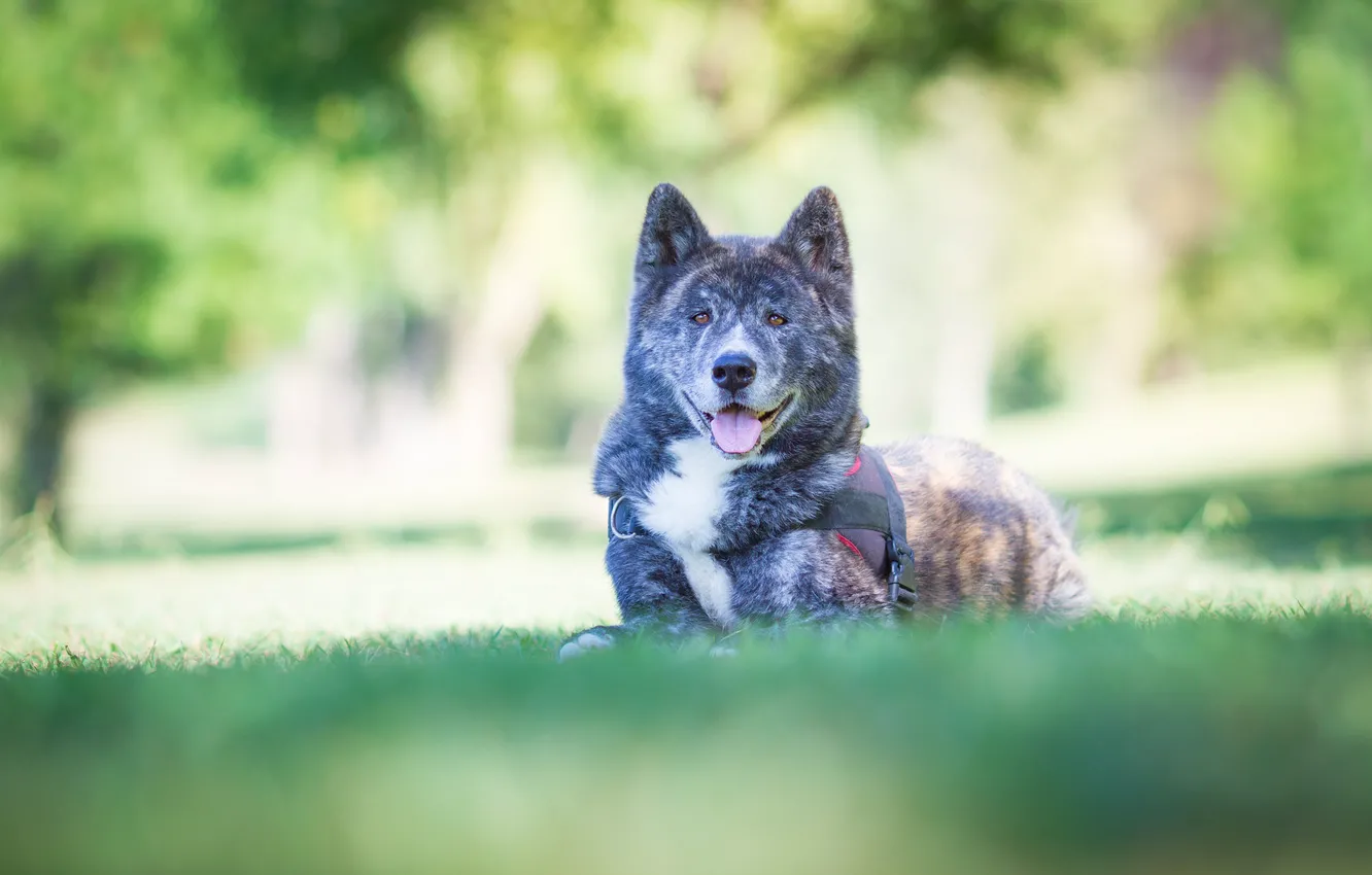 Photo wallpaper nature, dog, grey, Shiba inu