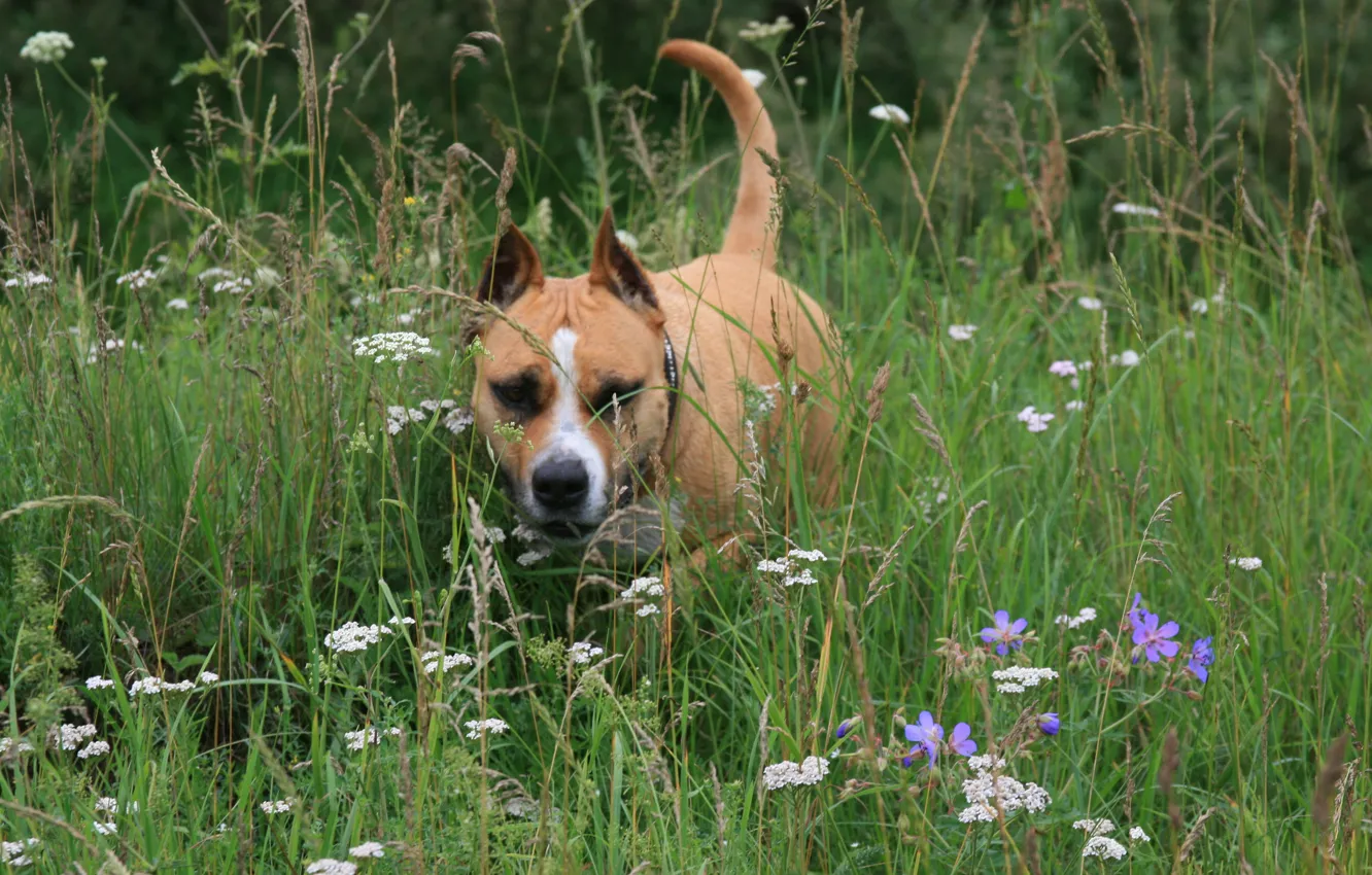 Photo wallpaper dogs, summer, flowers, mood, stay, dog, walk, staffordshirskiy Terrier