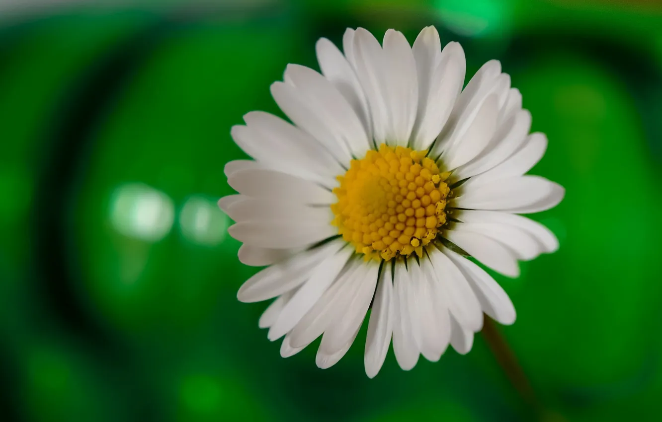 Photo wallpaper flower, macro, petals, Daisy