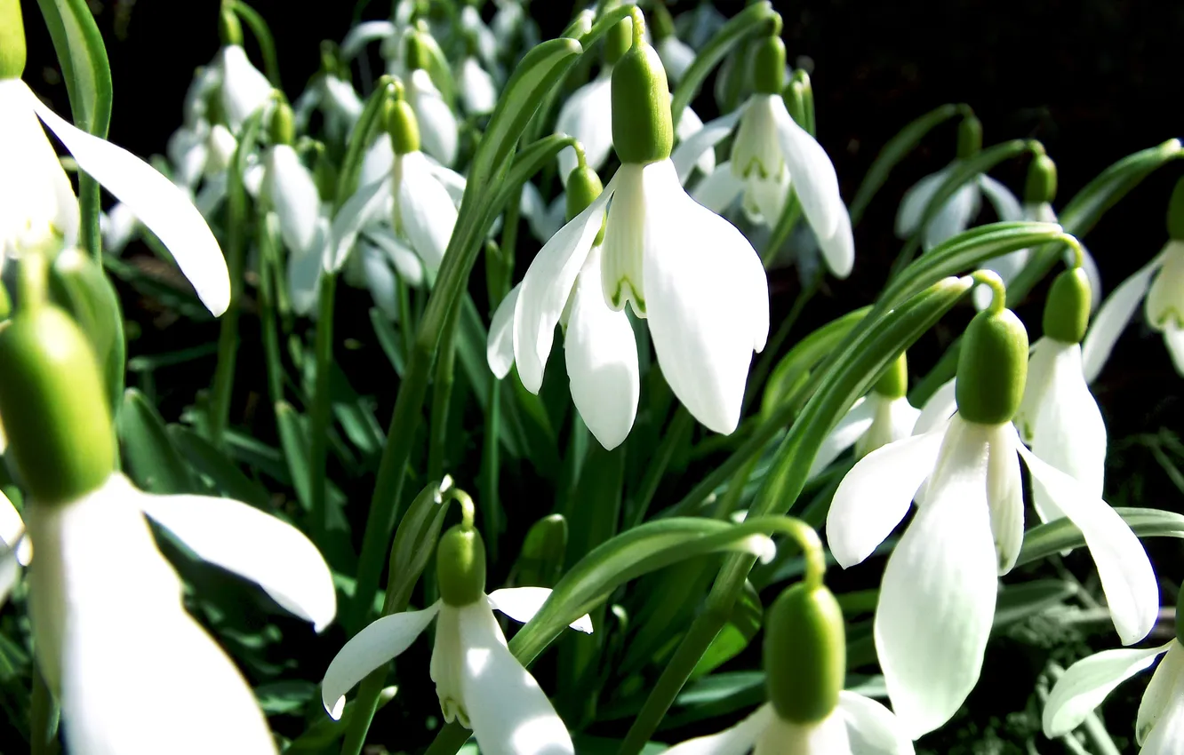 Photo wallpaper greens, macro, light, flowers, the dark background, spring, petals, snowdrops