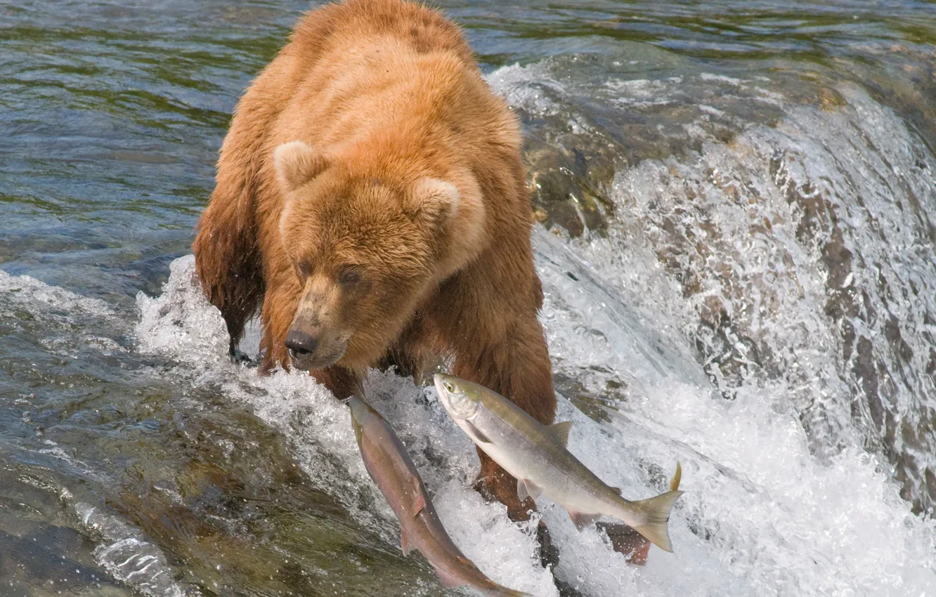 Photo wallpaper water, river, fish, bear, hunting, grizzly, fishing, salmon