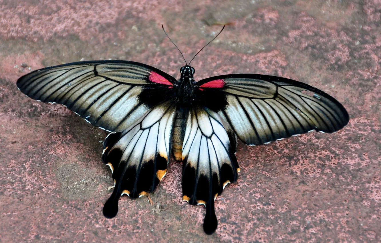 Photo wallpaper macro, butterfly, wings, beautiful, closeup