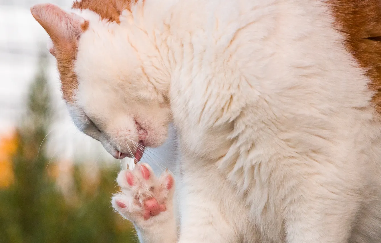 Photo wallpaper language, cat, face, legs, cleaning