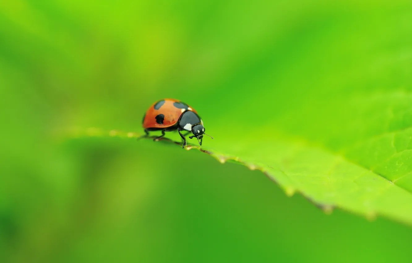 Photo wallpaper greens, macro, sheet, ladybug, beetle