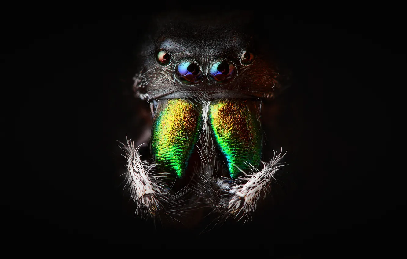Photo wallpaper spider, black background, the dark background, jumper