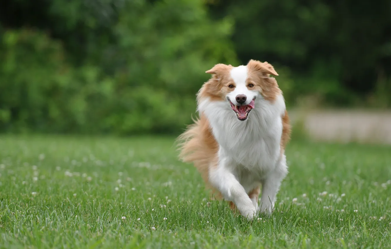 Photo wallpaper joy, mood, dog