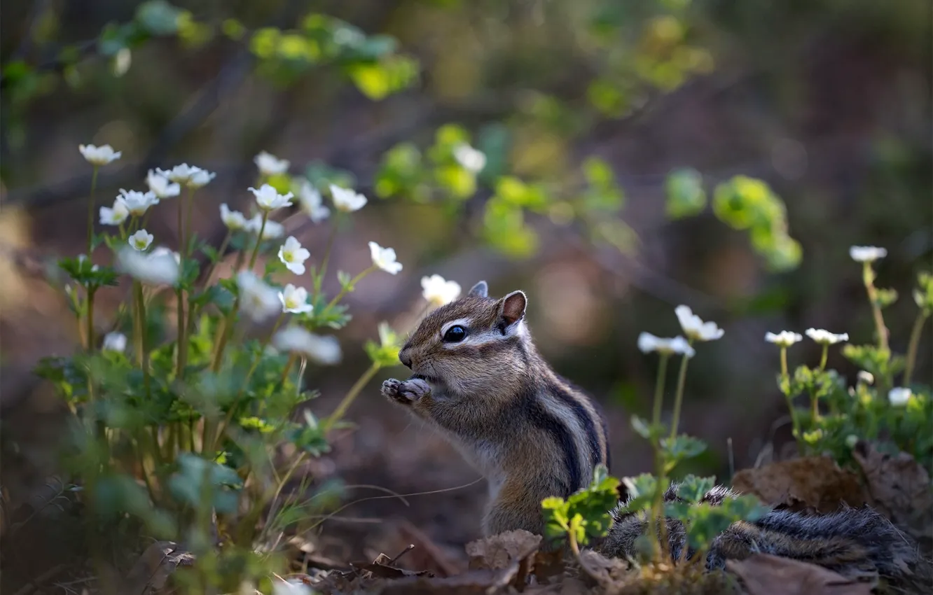 Photo wallpaper flowers, Chipmunk, stand, meal