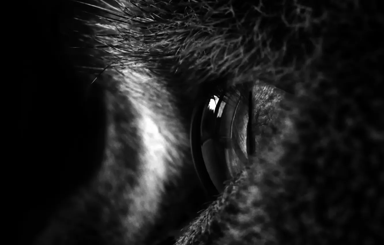 Photo wallpaper white, black, eyes, cat