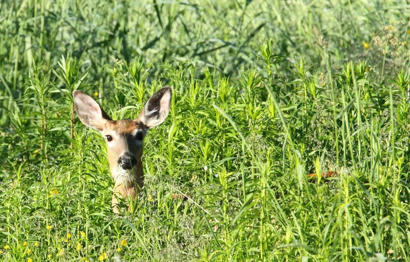 Photo wallpaper grass, head, DOE