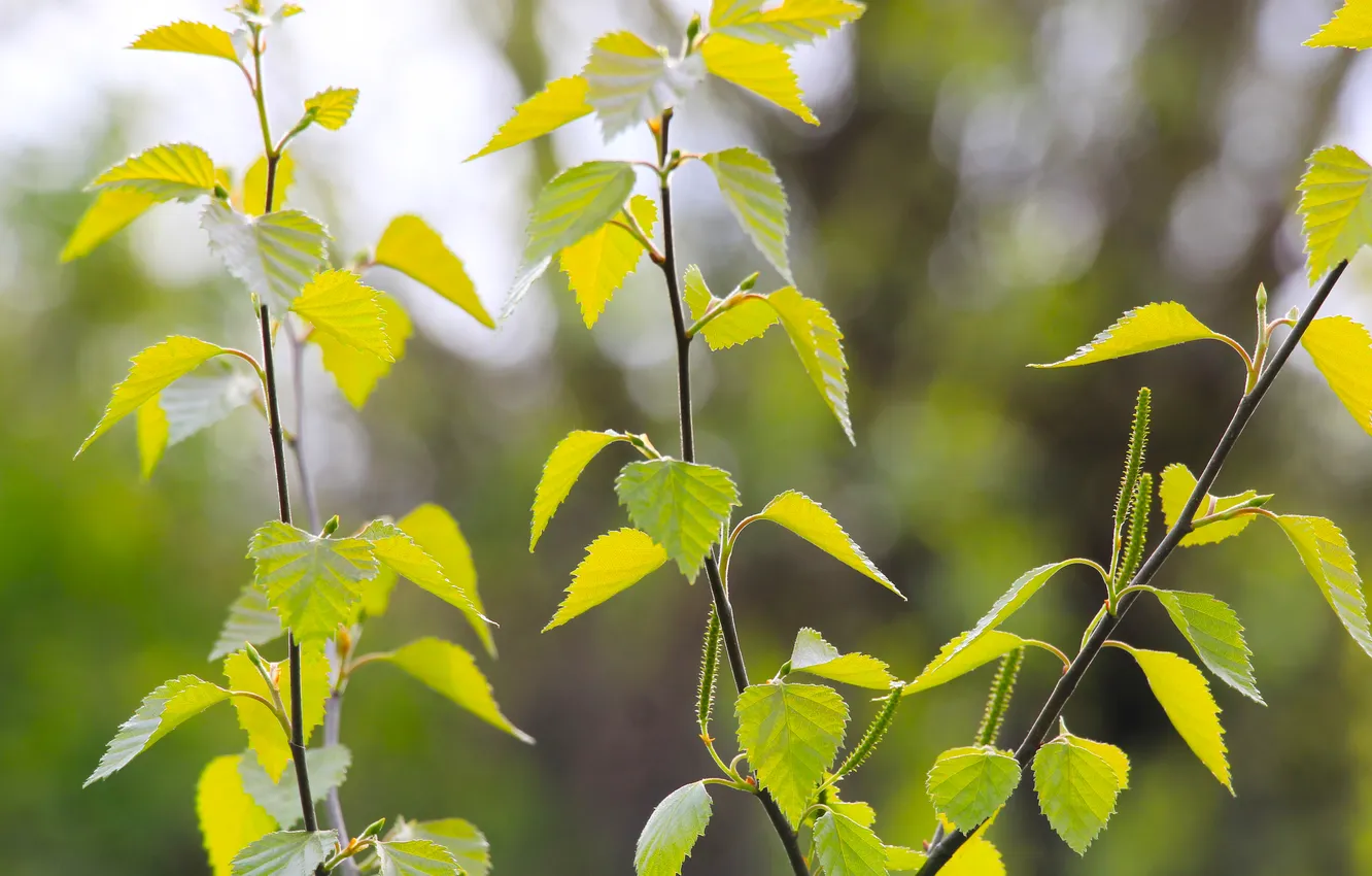 Photo wallpaper spring, leaf, twig