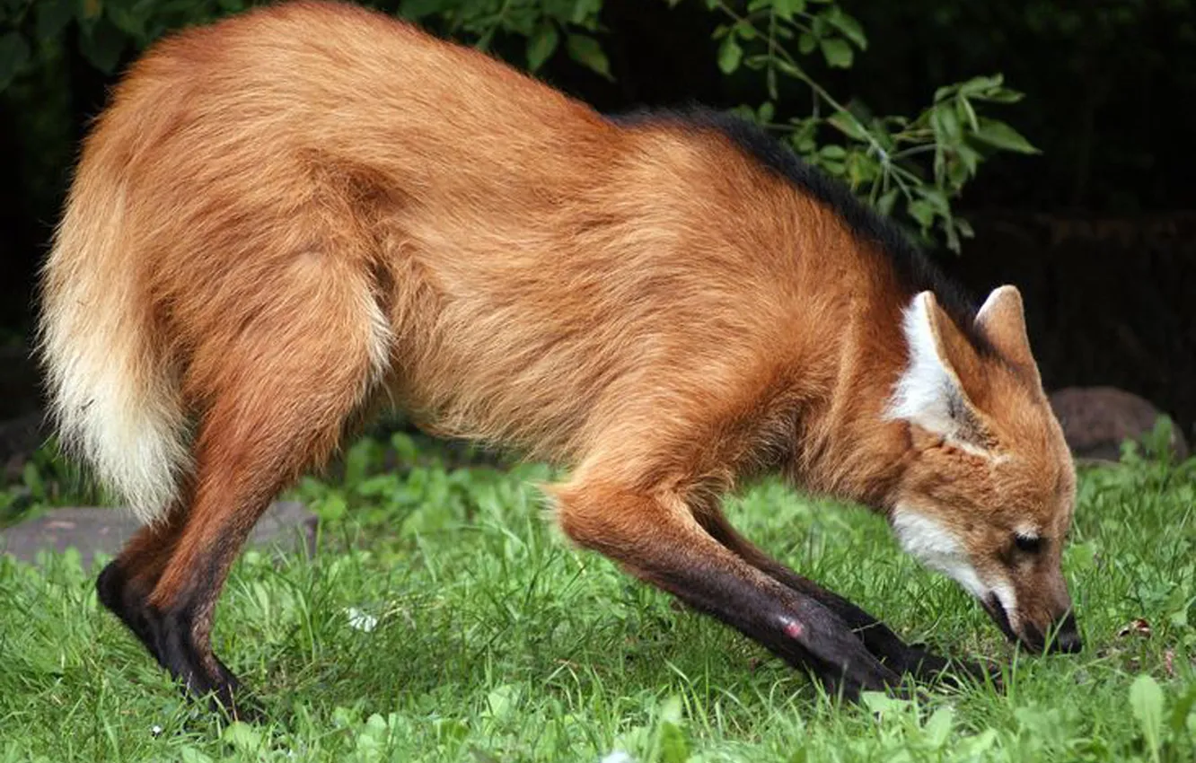 Photo wallpaper fox, animal, Maned wolf, sout american