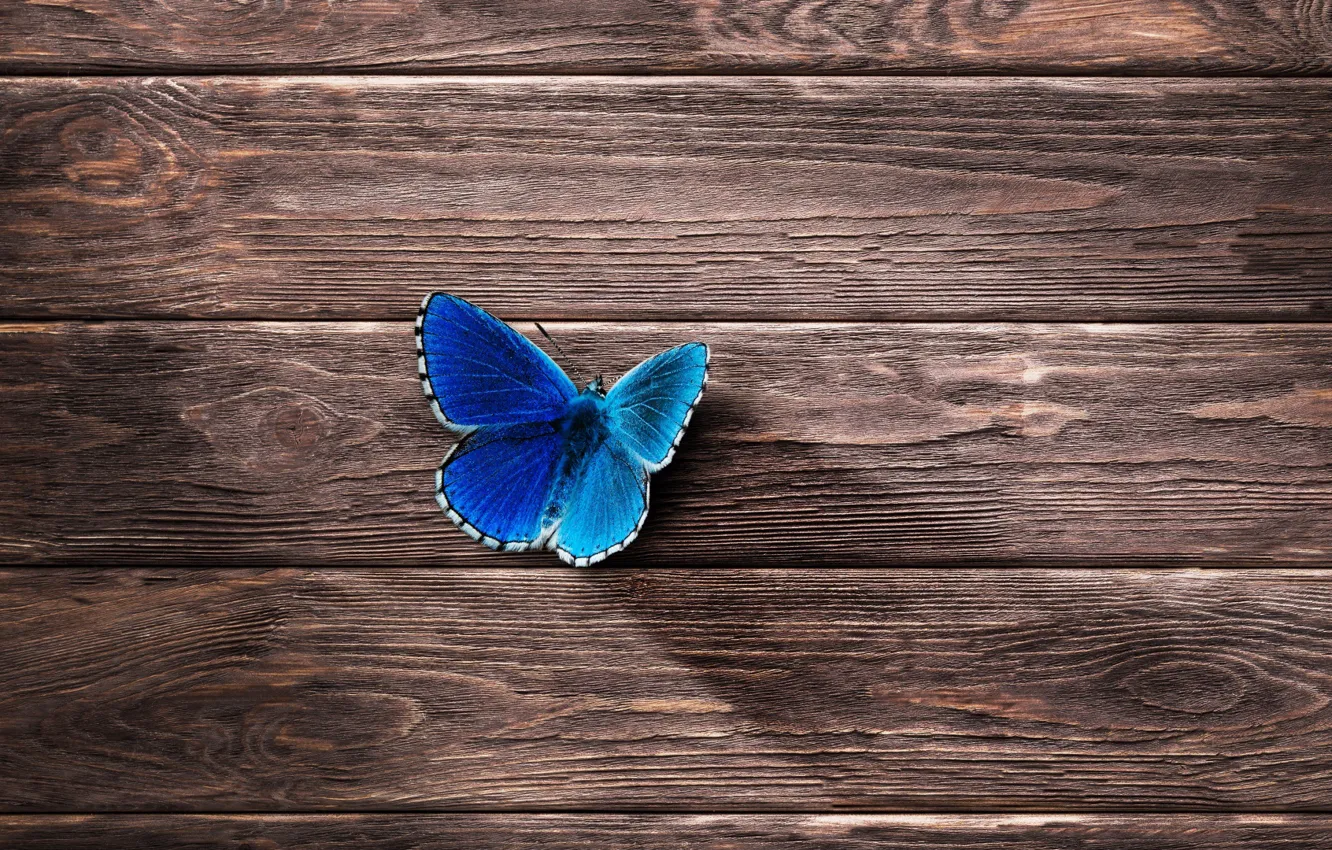 Photo wallpaper trees, butterfly, minimalism, wooden Wallpaper