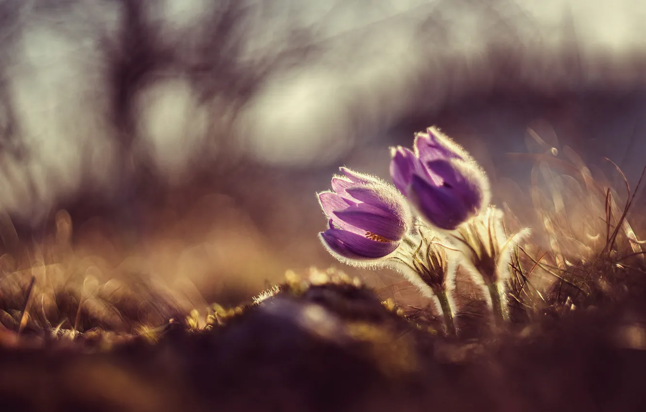 Photo wallpaper grass, light, flowers, nature, glade, blur, spring, stem