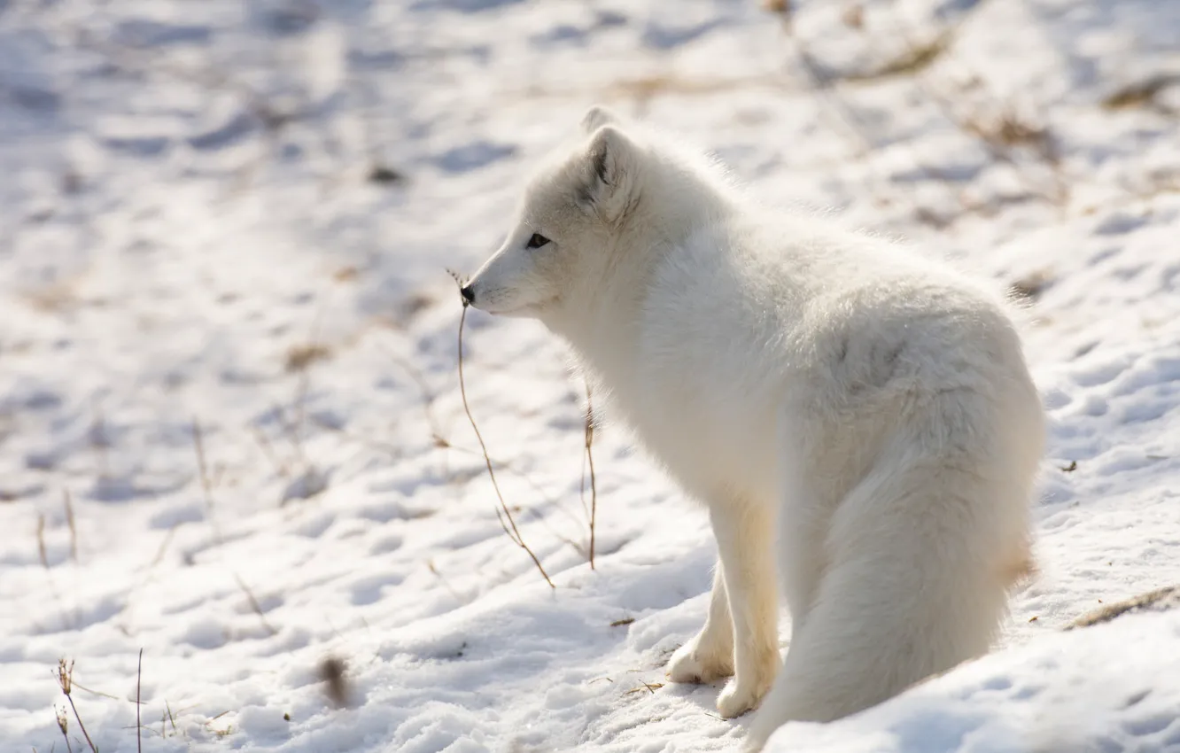 Photo wallpaper winter, white, snow, Fox, Fox, Fox, Arctic, polar