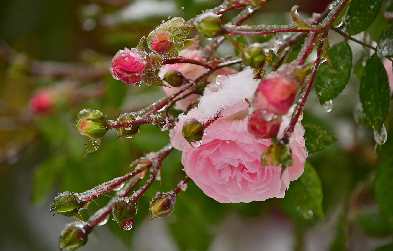 Photo wallpaper ice, leaves, flowers, branches, nature, roses, buds