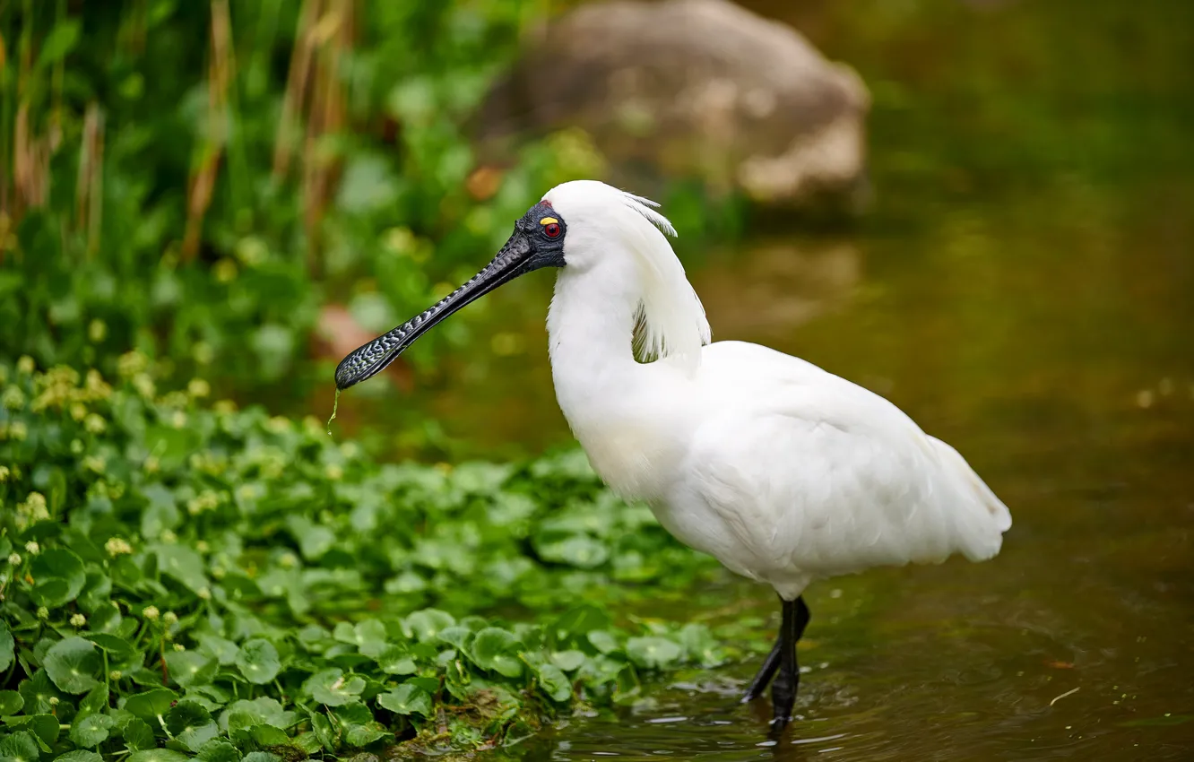 Photo wallpaper white, leaves, bird, shore, pond, Spoonbill