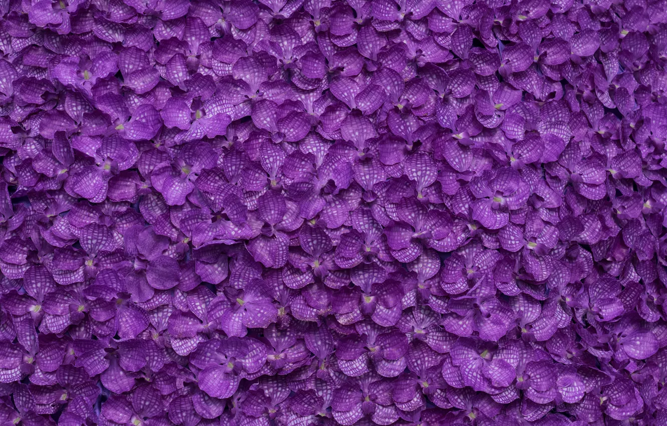 Photo wallpaper flowers, background, petals, purple, background, purple, petals, floral