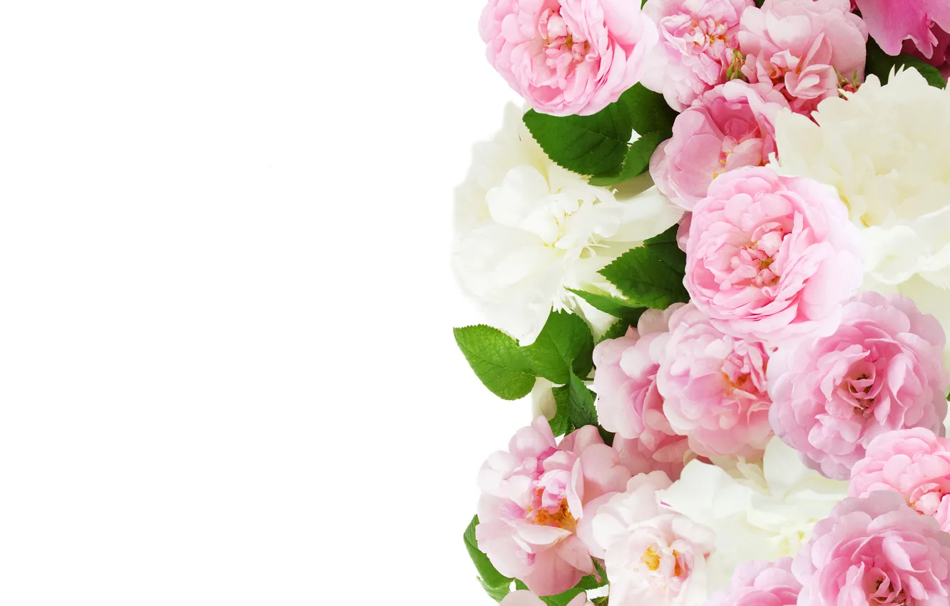 Photo wallpaper roses, pink, roses