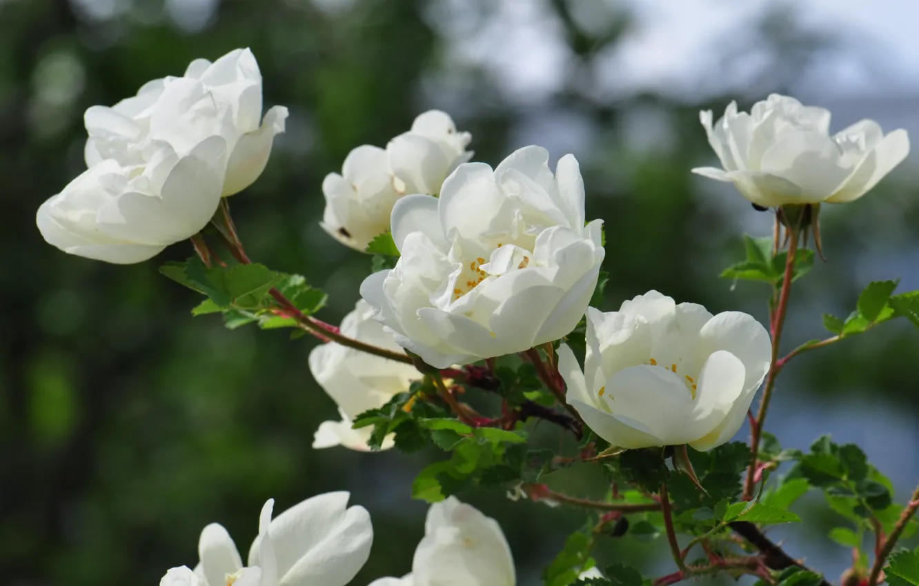 Photo wallpaper flowers, branches, roses