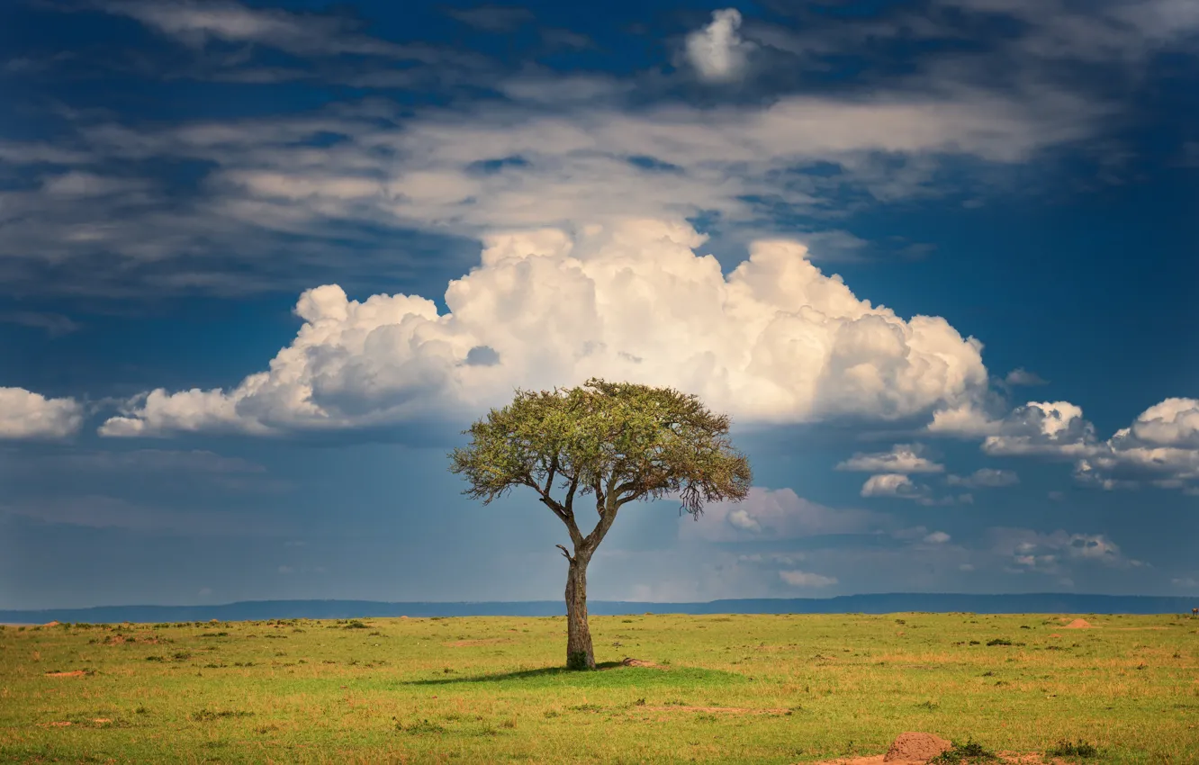 Photo wallpaper clouds, tree, Savannah, clouds, tree, Kenya, savannah, Kenya