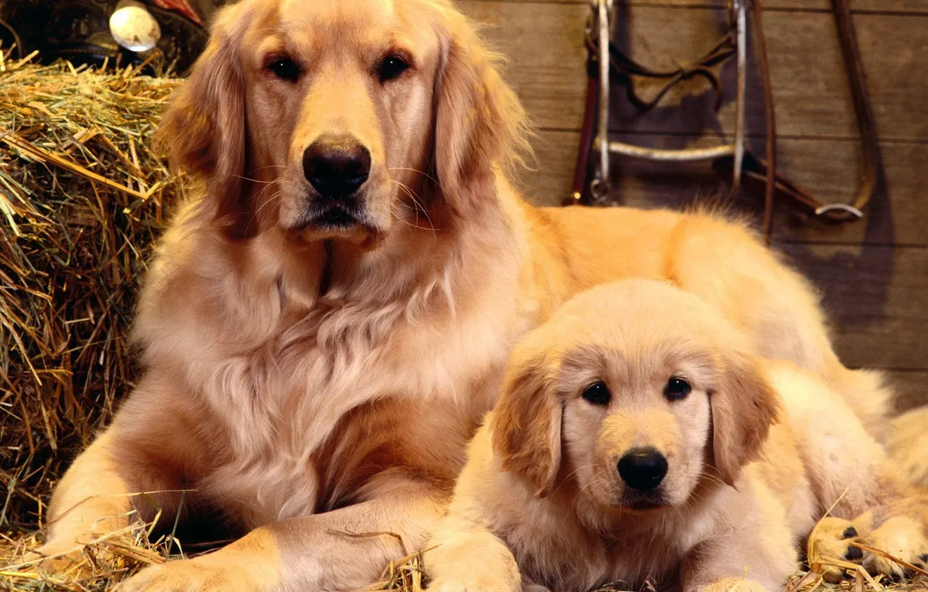 Photo wallpaper portrait, dog, family