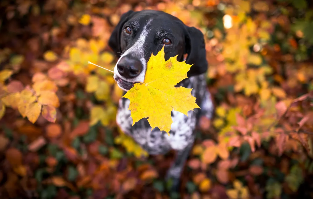 Photo wallpaper autumn, sheet, each, dog