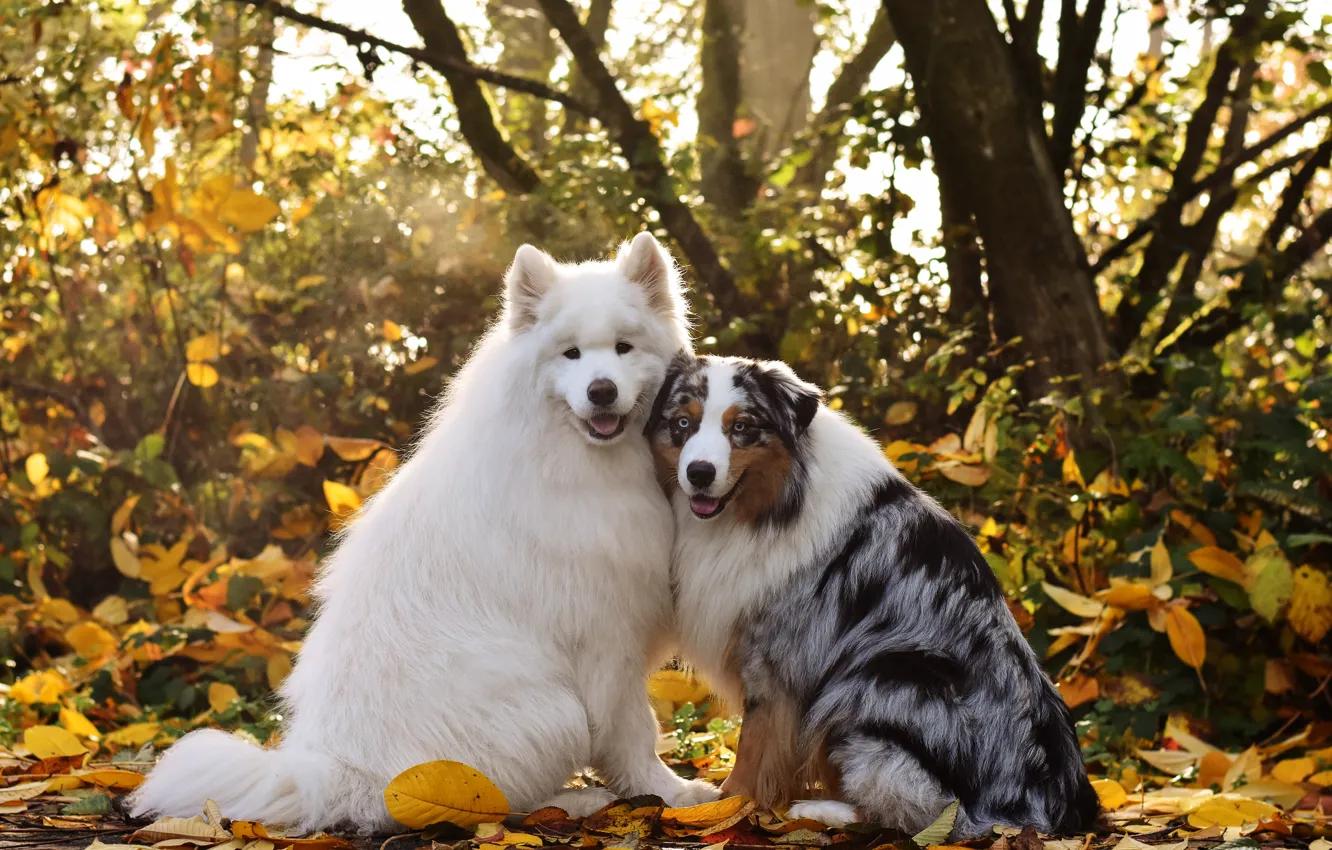 Photo wallpaper dog, pose, look, face, Samoyed