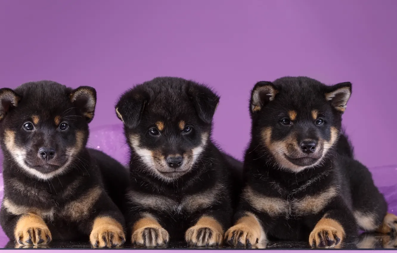 Photo wallpaper puppies, trio, Akita