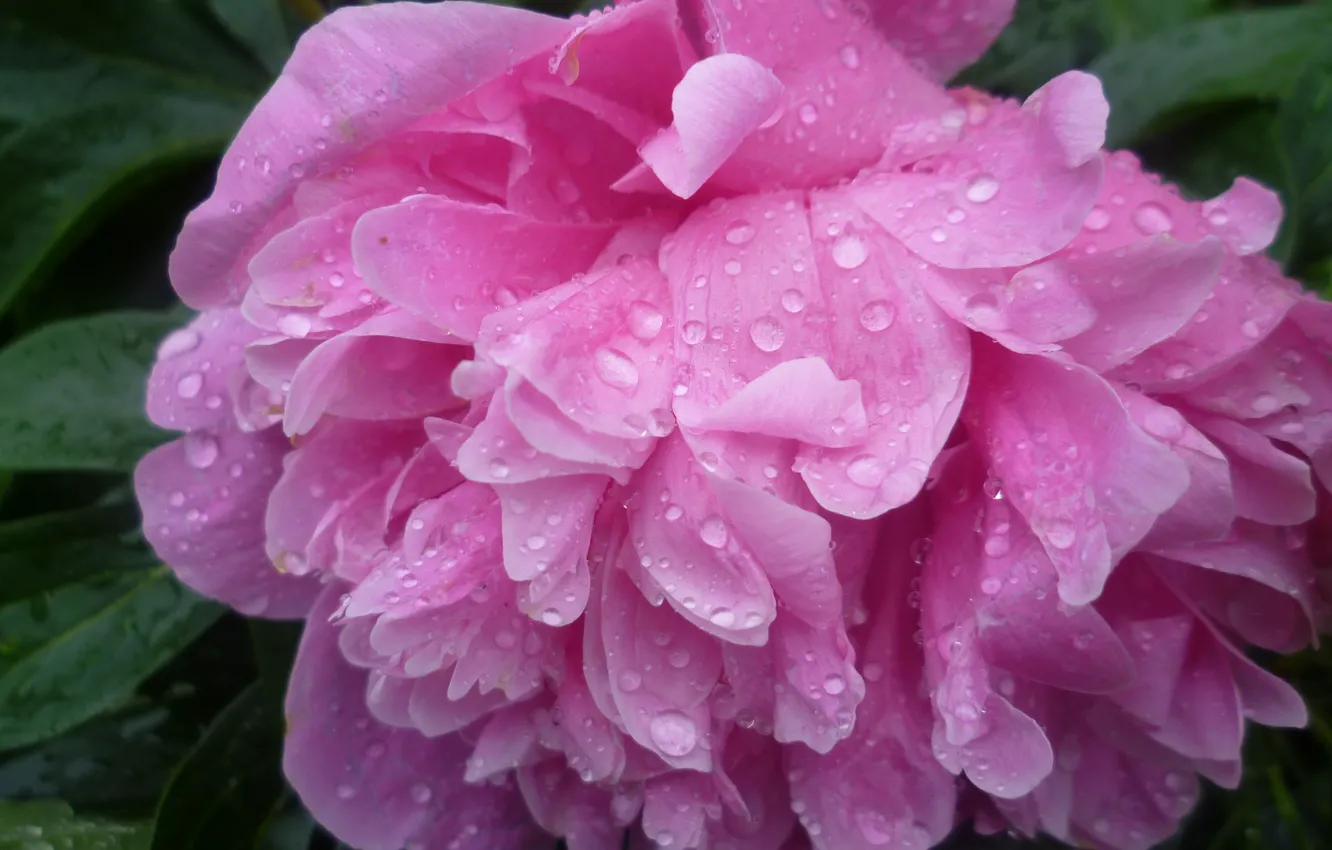 Photo wallpaper macro, flowers, Rosa, pink, peonies
