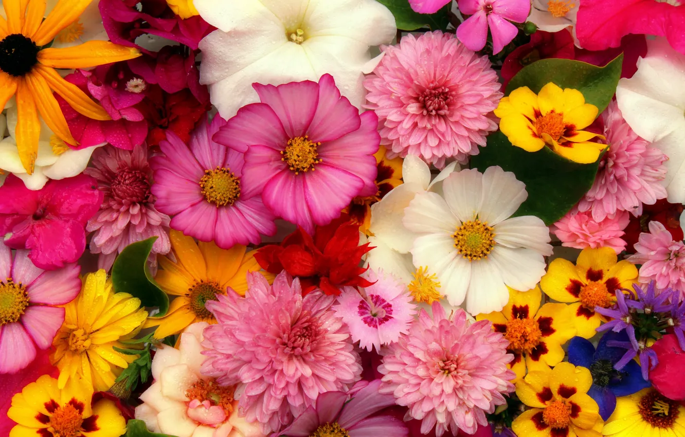 Photo wallpaper flowers, bouquet, Compilation