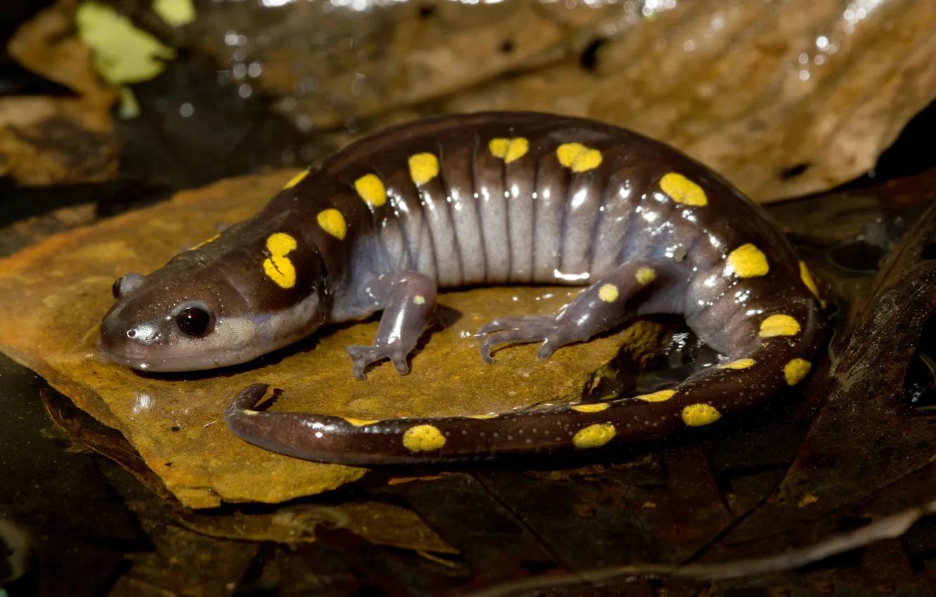 Photo wallpaper nature, Salamanders, deltapatents legesmotus