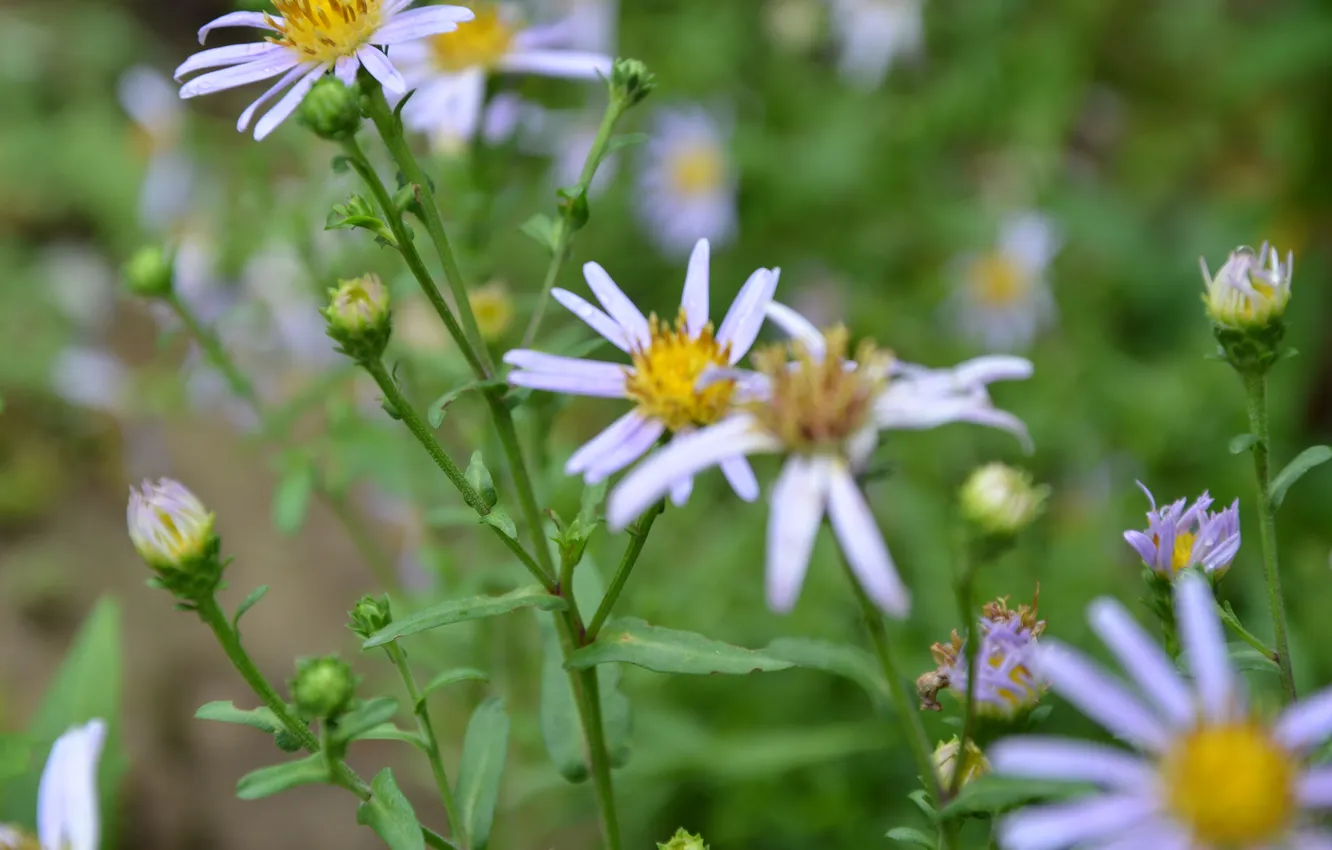 Photo wallpaper greens, flowers, background, chamomile
