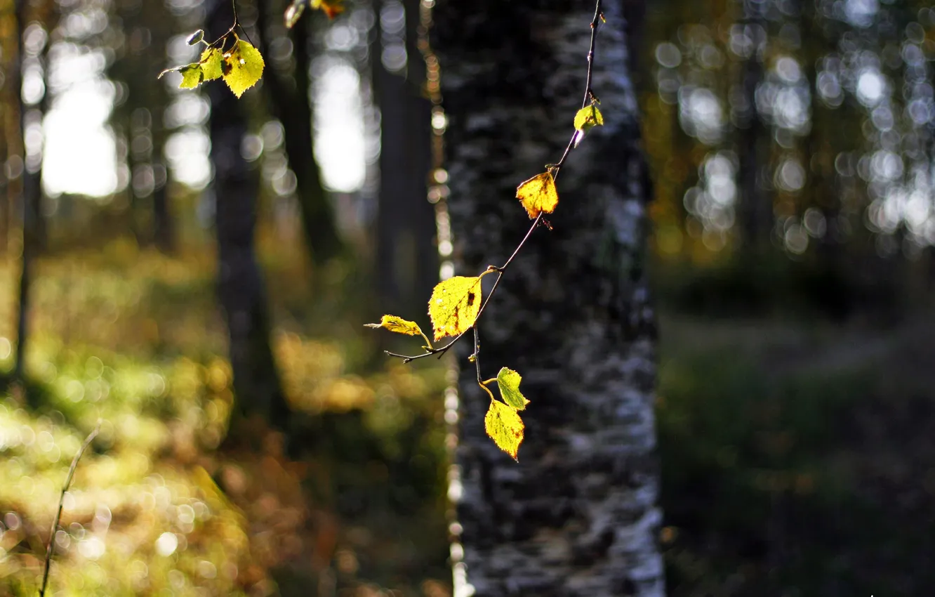 Photo wallpaper forest, the sun, light, freshness, branches, glare, spring, blur