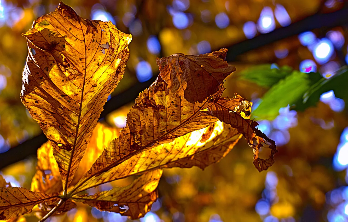Photo wallpaper leaves, yellow, lighting, autumn