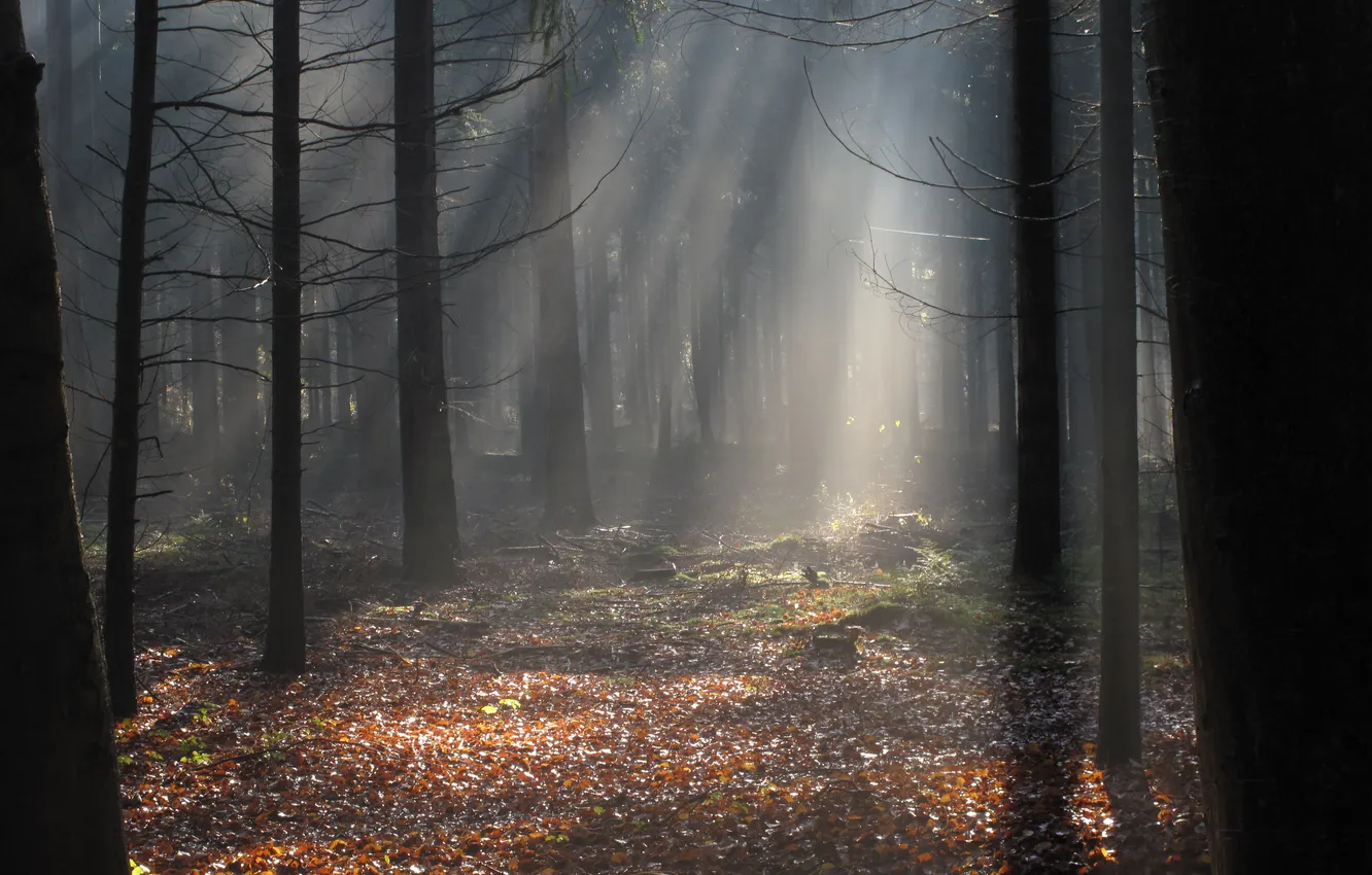 Photo wallpaper autumn, forest, rays, light, nature, foliage