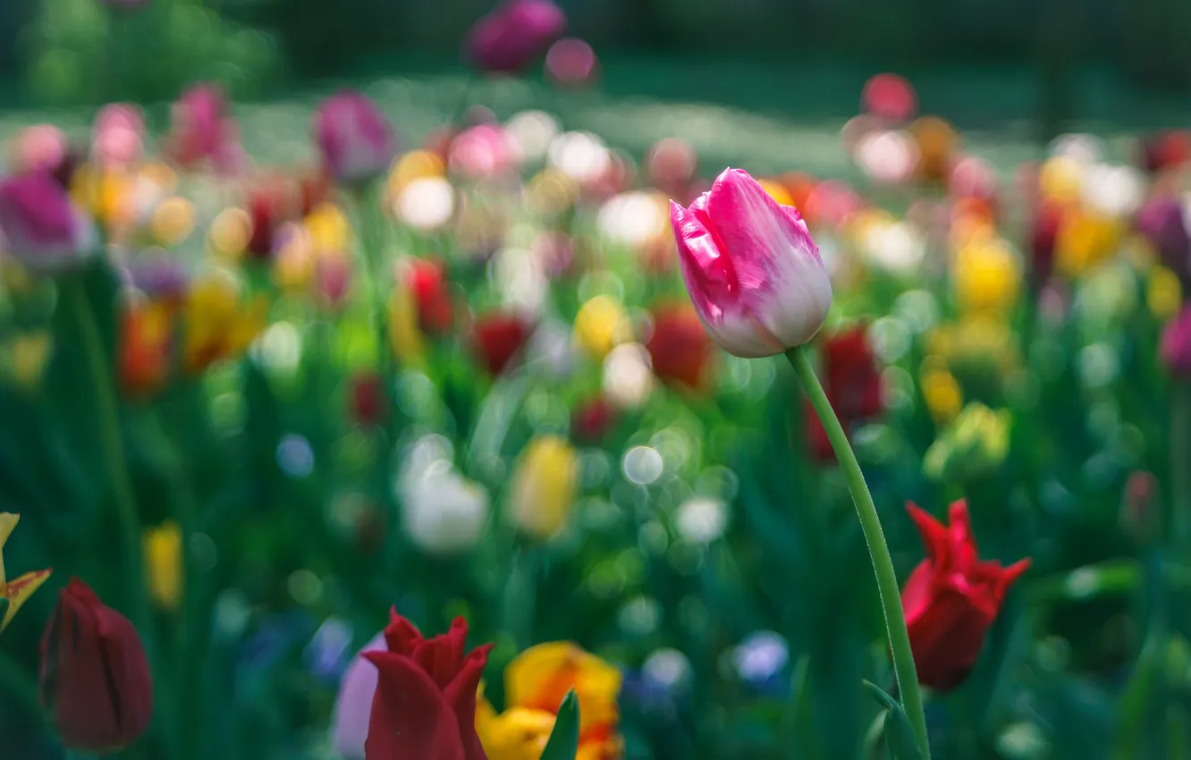 Photo wallpaper nature, Park, petals, garden, meadow, tulips