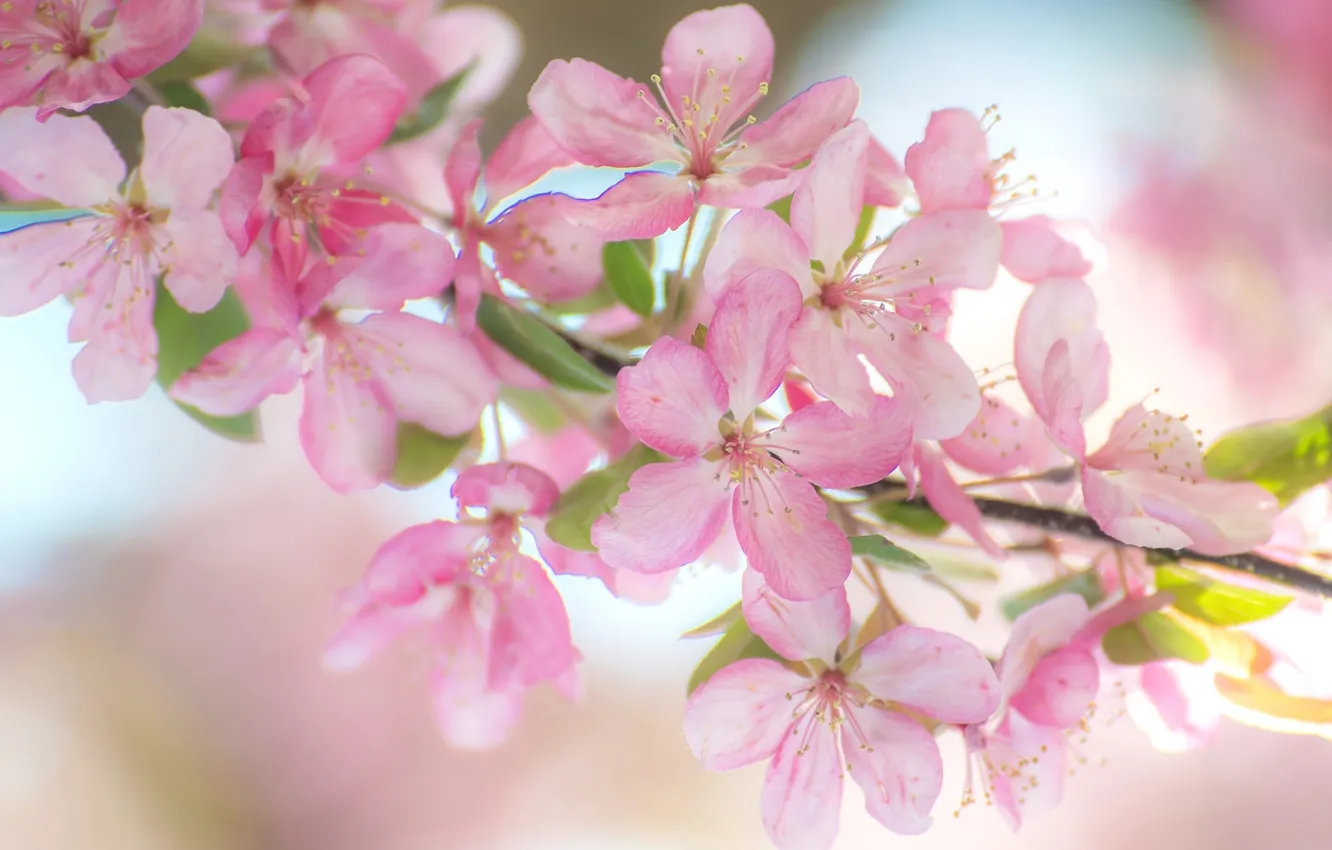 Photo wallpaper pink, branch, spring
